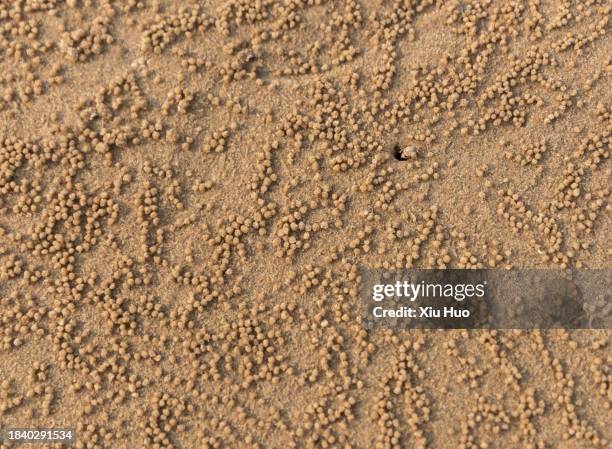 an hermit crab nest on the beach - allomyrina dichotoma stockfoto's en -beelden