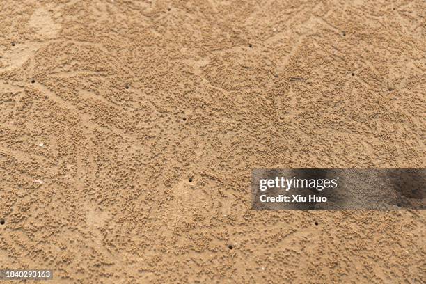 an hermit crab nest on the beach - allomyrina dichotoma stock pictures, royalty-free photos & images