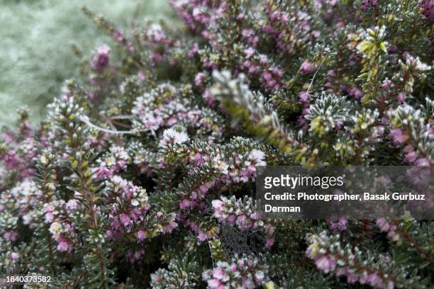 flowers of erica, heath, family ericaceae plants exposed to cold - february garden stock pictures, royalty-free photos & images