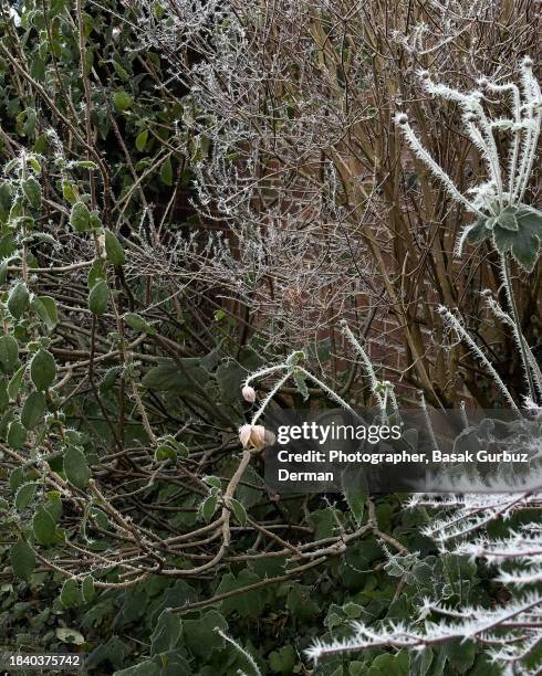 frozen plants in winter - february garden stock pictures, royalty-free photos & images