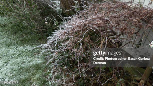 frozen plants in winter - february garden stock pictures, royalty-free photos & images