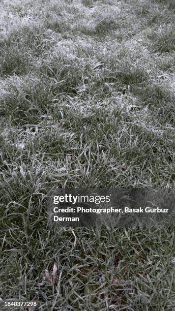 frozen grass in winter - february garden stock pictures, royalty-free photos & images