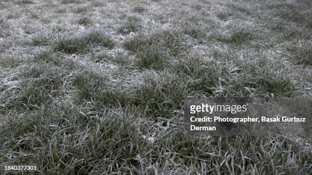 frozen grass in winter - february garden stock pictures, royalty-free photos & images
