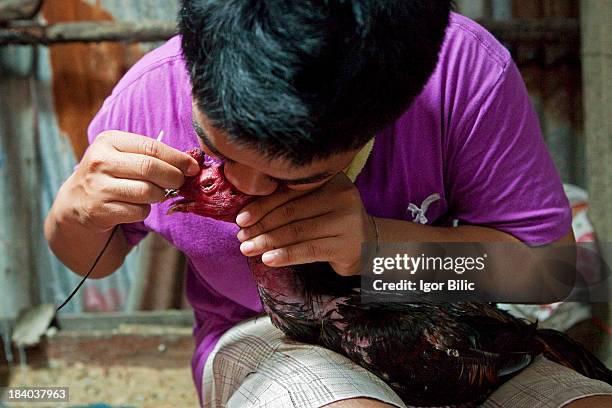 First thing after a cock fight is over, an injured bird recieves improvised medical care. The blood is scrubbed off with bare hands, and wounds...