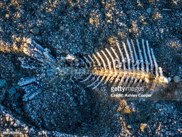 frost on a fish skeleton at sunrise in ambleside, lake district, uk. - rib cage stock pictures, royalty-free photos & images