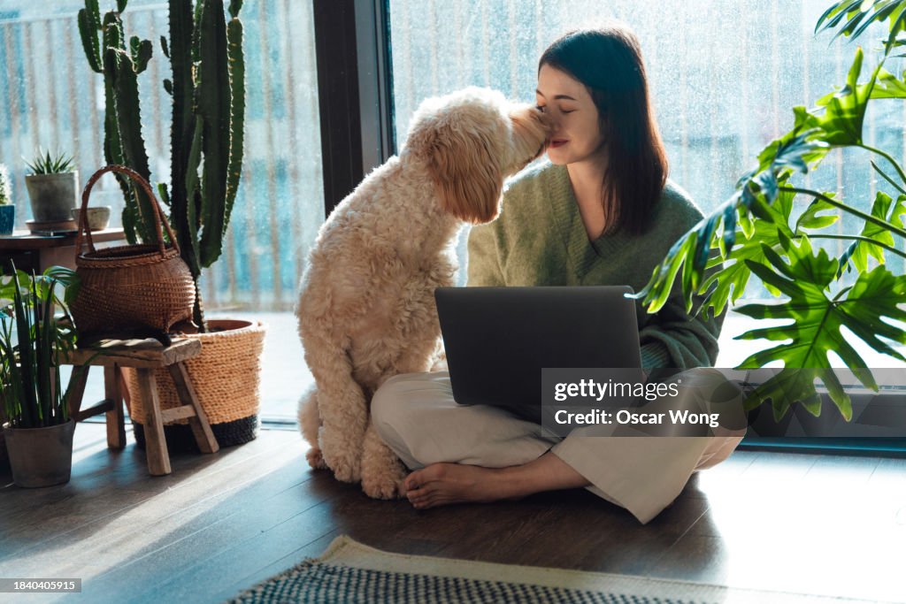 Lovely dog kissing his female owner in living room at home