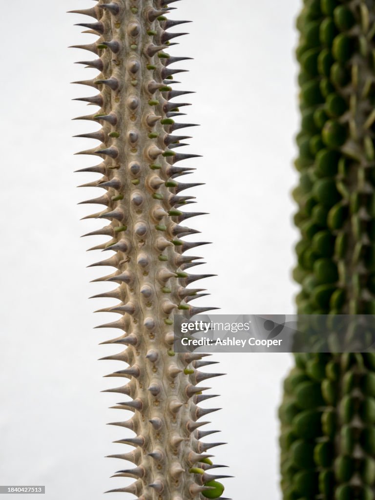 Sharp protective spikes on an Alluaudia Cacti in Playa Quemada, Lanzarote, Canary Islands.