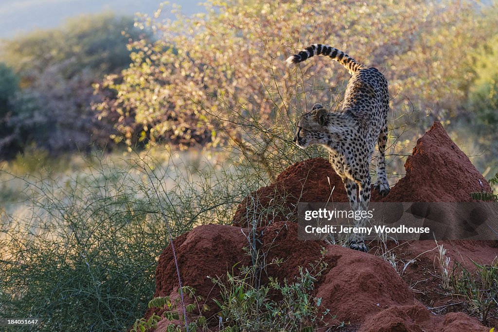 Cheetah on termite mound