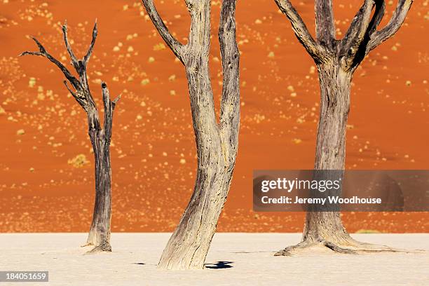 dead trees against a dune background - dead vlei stockfoto's en -beelden