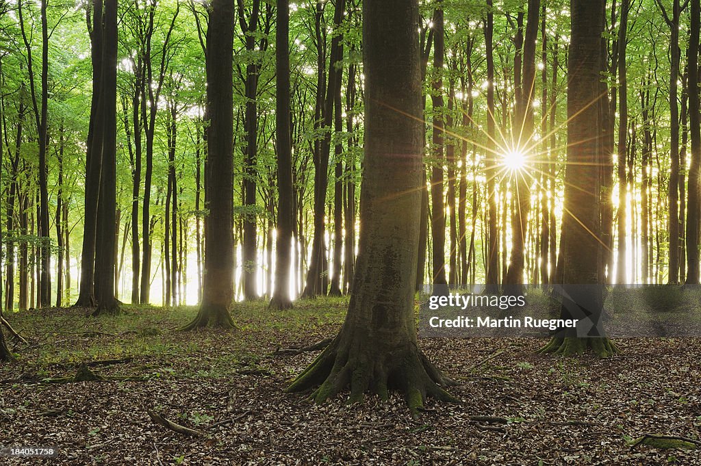 Beech forest with sunbeams