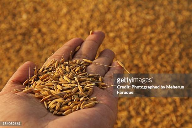 gold bean :) - agriculture in bangladesh stock-fotos und bilder