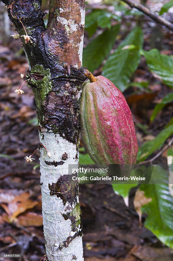 Cacao fruit, Baracoa