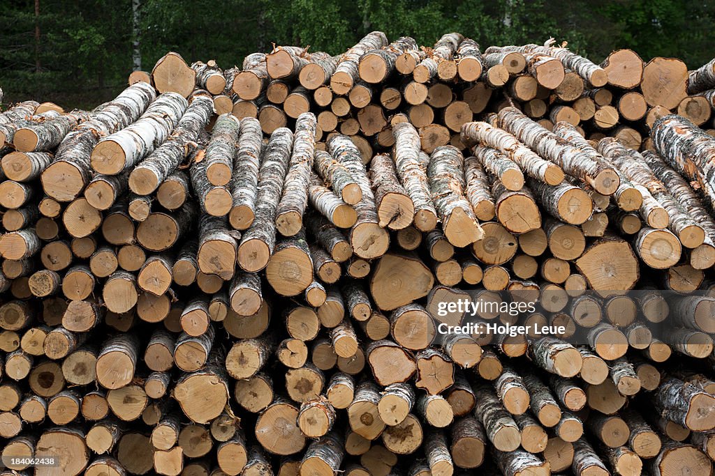 Birch tree logs stacked on freighter