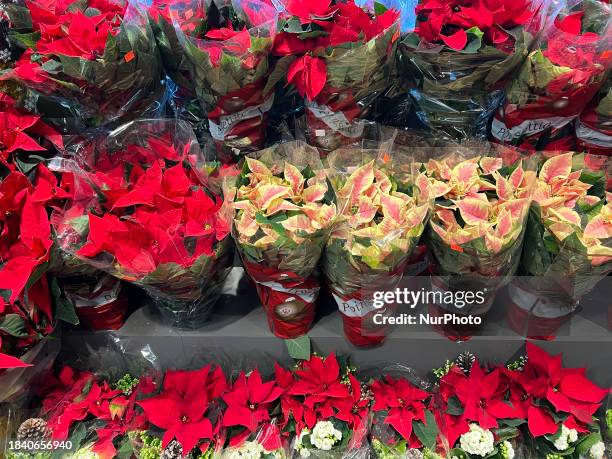 Poinsettia plants are being displayed ahead of the Christmas season in Toronto, Ontario, Canada, on December 9, 2023. Poinsettias, popular for...