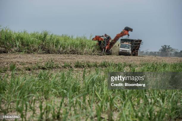 Sugarcane is harvested on a farm belonging to Guarani SA, near Sao Jose do Rio Preto, Brazil, on Tuesday, Oct. 8, 2013. Brazil is the world's largest...
