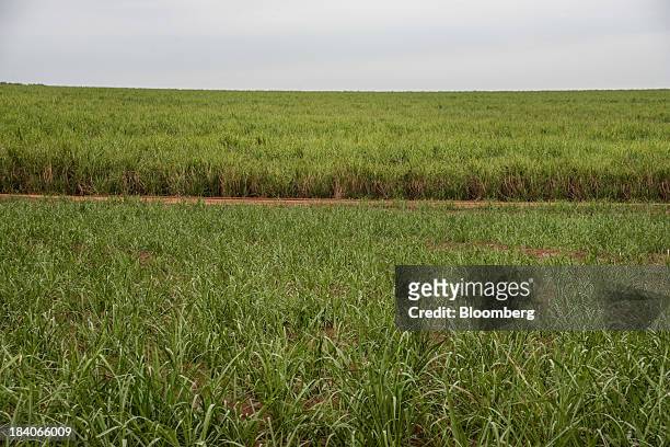 Sugarcane stands on a farm belonging to Guarani SA, near Sao Jose do Rio Preto, Brazil, on Tuesday, Oct. 8, 2013. Brazil is the world's largest...