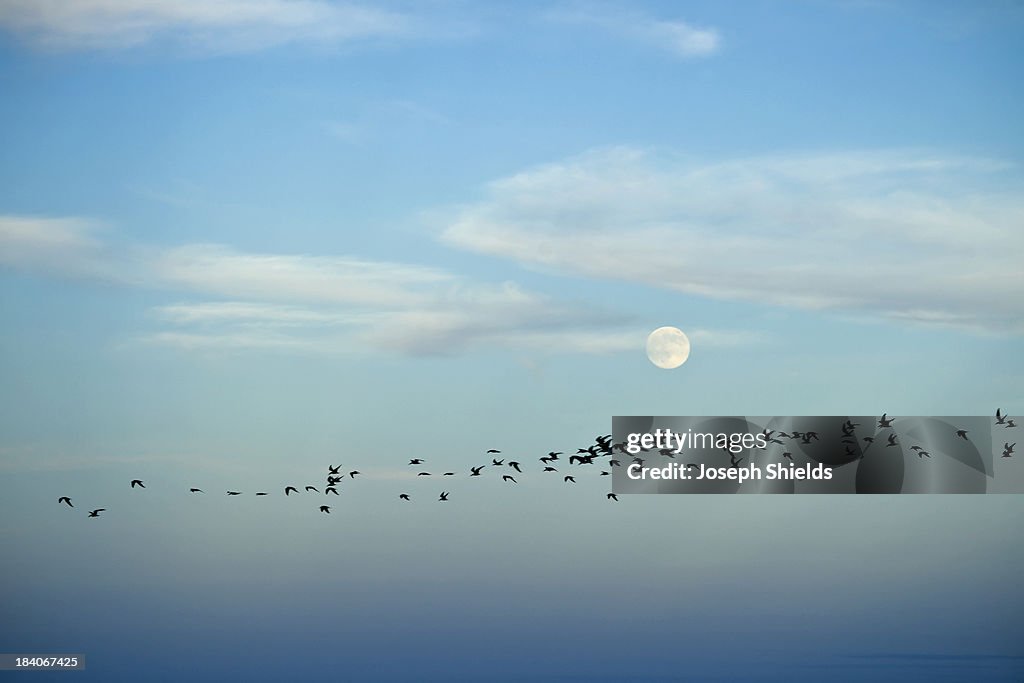 A flock of skimmers crossing beneath the moon