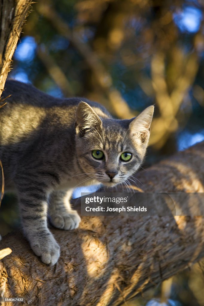 Young cat on tree limb