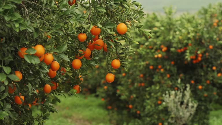 Tree Frarm Orange Trees Farm Videos and HD Footage - Getty Images