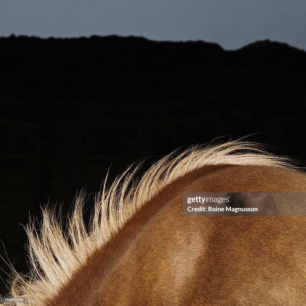 Icelandic horse