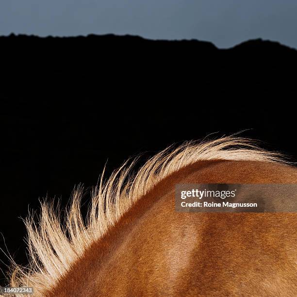 Icelandic Horse, Foto de stock