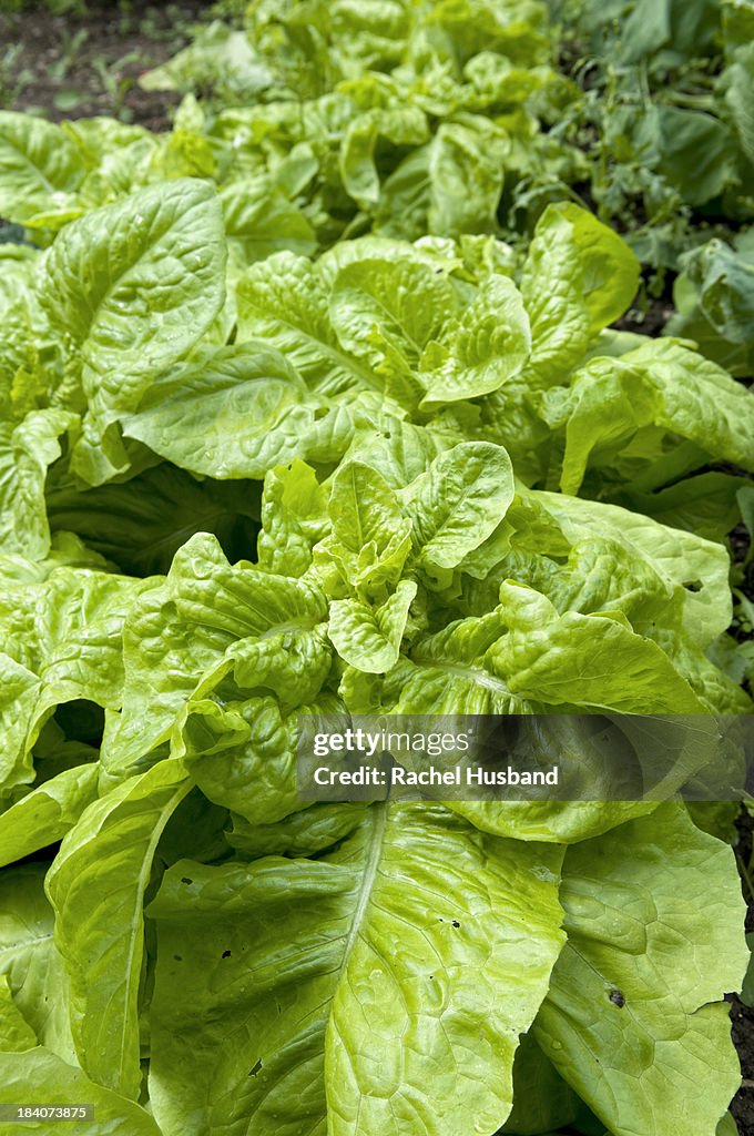 Lettuces growing in garden