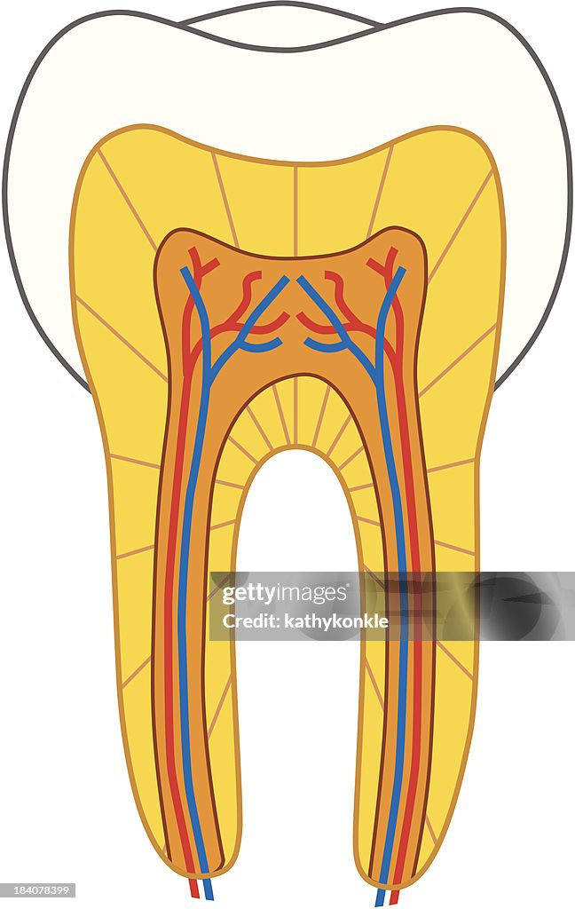 Tooth cross-section