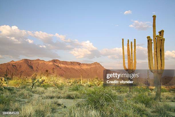 sonora-wüste - cactus landscape stock-fotos und bilder