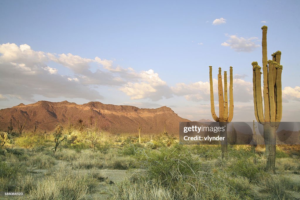Desierto de Sonora