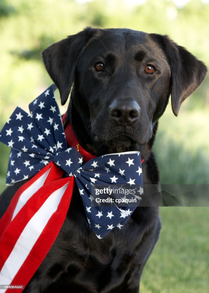 Patriotic Party Animal