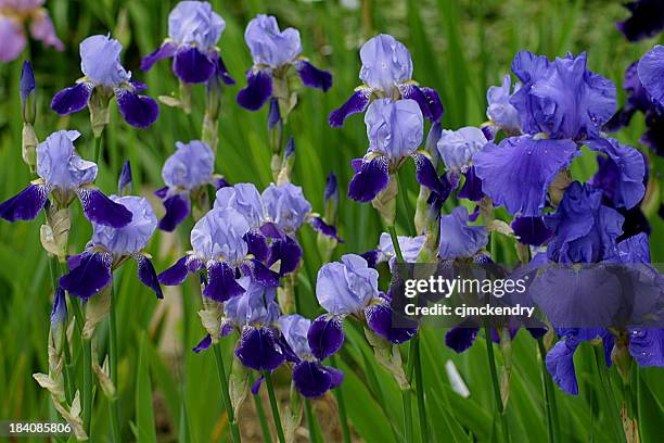 qui s'épanouissent devant vous dans la zone bleue - iris flower of photos et images de collection