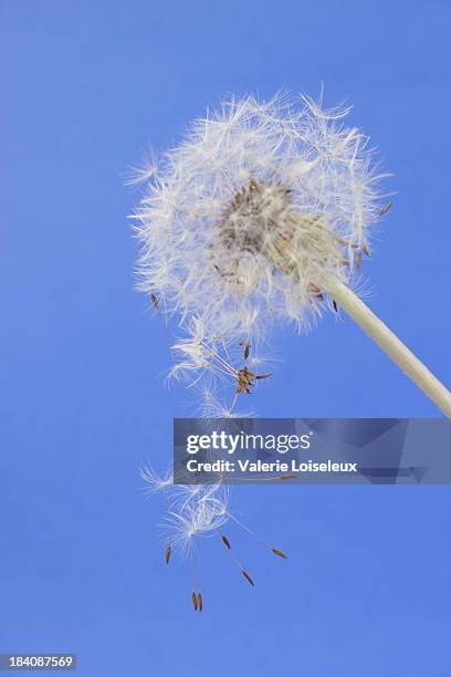 semillas de diente de león - dispersal botany fotografías e imágenes de stock