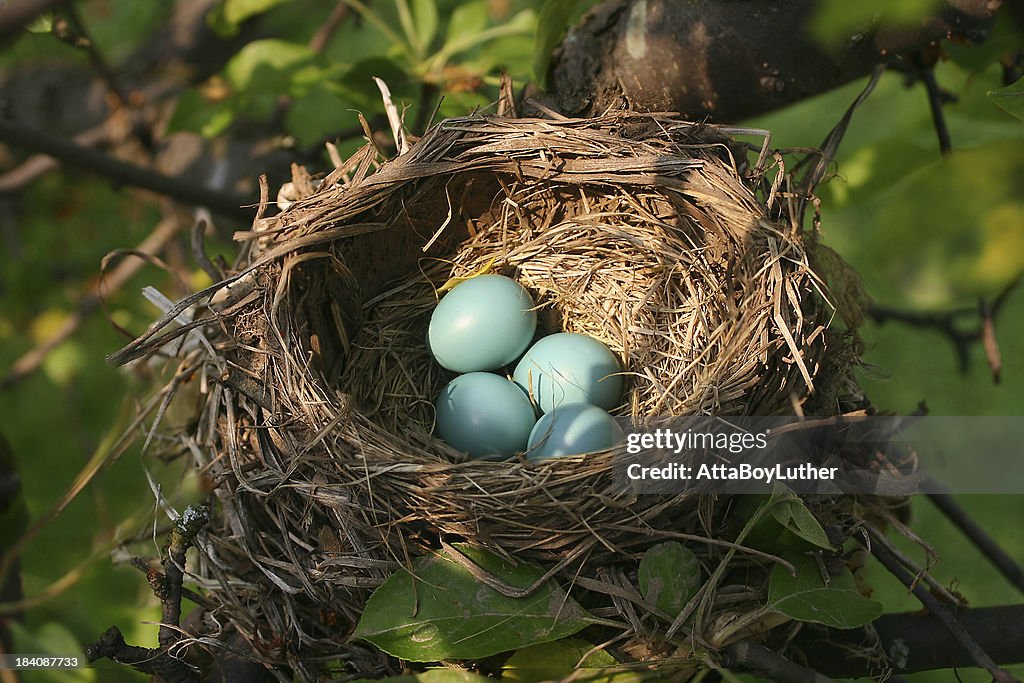 Bird Nest