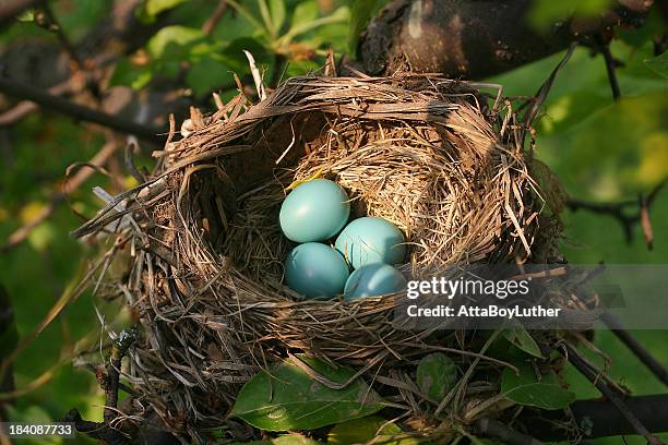 bird nest - birds nest stock pictures, royalty-free photos & images