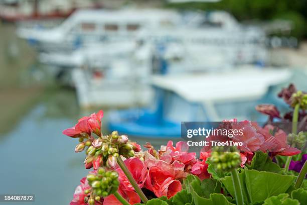 canal du midi: rote geranien blüte im harbour basin. - hérault stock-fotos und bilder