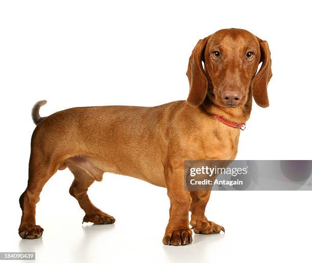 dachshund - dachshund stock pictures, royalty-free photos & images