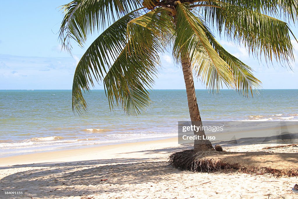 Árvore de coco na praia (Brasil