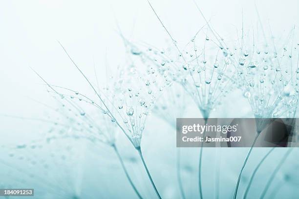 dandelion seed with water drops - fysieke structuur stockfoto's en -beelden