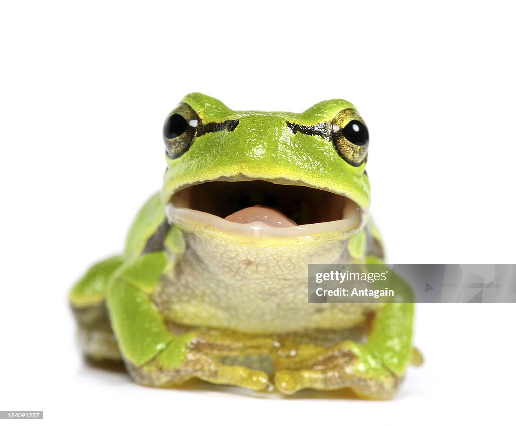 Green frog