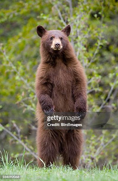 brown bear cub standing on hind legs - asian black bear stock pictures, royalty-free photos & images