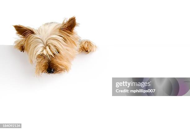 silky terrier - mirar hacia abajo fotografías e imágenes de stock