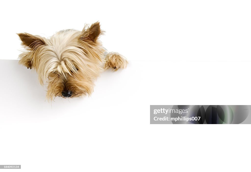 Terrier de soie