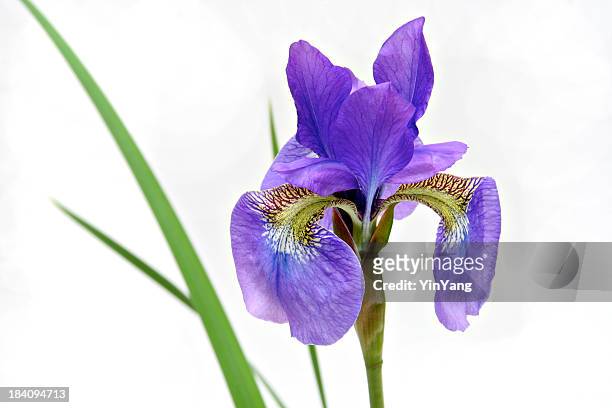 flor de íris siberiana único, primavera flor isolada no fundo branco - iris - fotografias e filmes do acervo