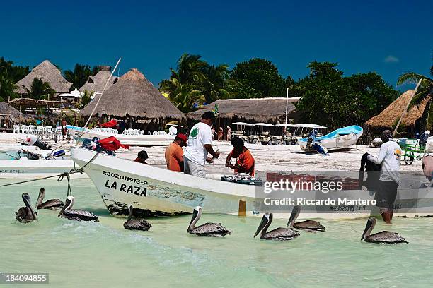 Different species with the same goal, seafood. Some fishermen are working on a boat while some pelicans are swimming around waiting for some scrap of...