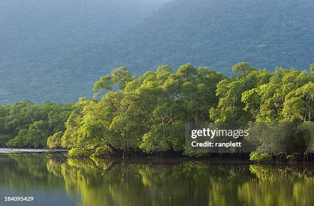 brazilian rainforest - river amazon stock pictures, royalty-free photos & images