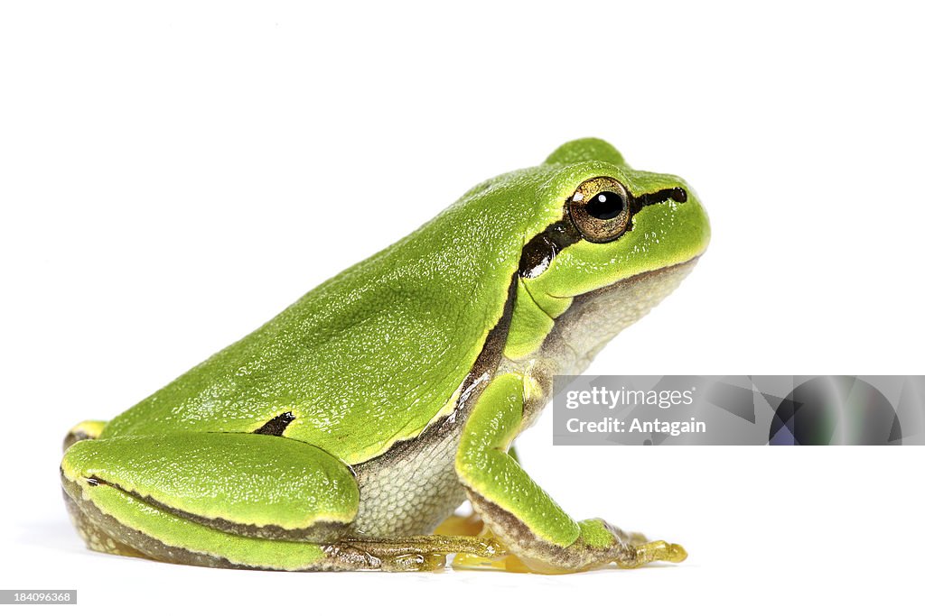 Grenouille verte