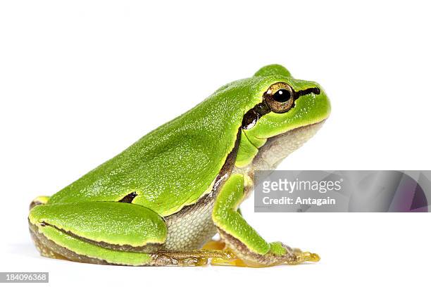 green frog - frog stock pictures, royalty-free photos & images