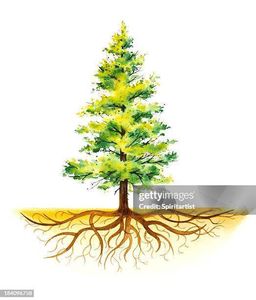 pine tree with roots - tree trunk stock illustrations