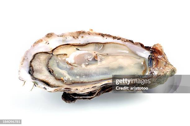 ostriche fine de claire isolato su bianco - ostrica foto e immagini stock