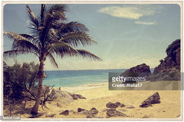 palma su una spiaggia messicana-vintage postcard - vecchio stile foto e immagini stock